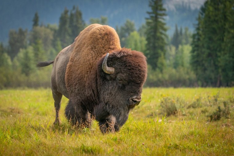 160 Canada, Golden, Rocky Mountain Buffalo Ranch.jpg